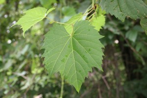 Wild Grape Leaf