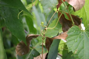 Wild Grape Tendril