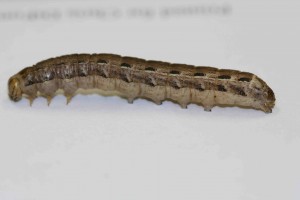 Winter cutworm side view