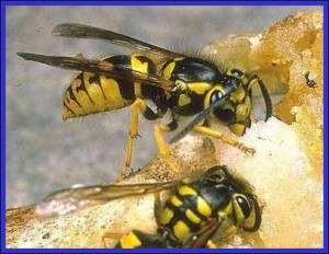 Yellowjacket Wasps