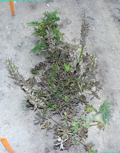 Infected lupine exhibiting leaf spots and crown rot