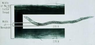 Size comparison of a nematode to cotton thread