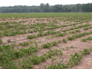 Strawberry planting infested with nematodes