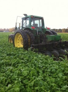 Field of oilseed radish at incorporation (photo by Eric Sal, Walters Gardens)