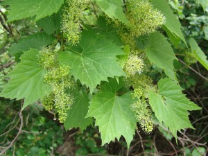 wild_grape_flowers-300x225