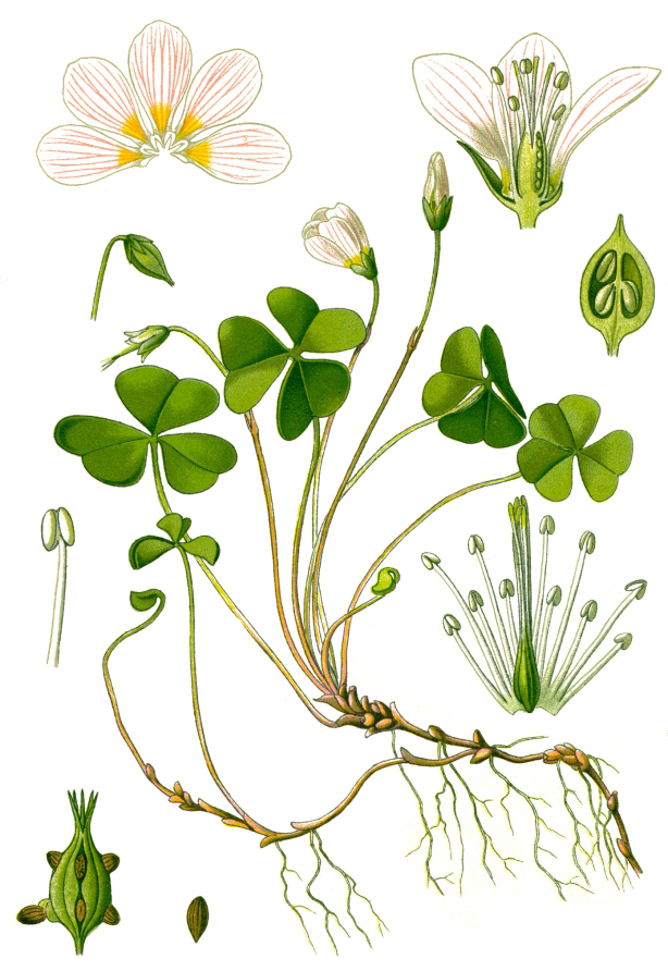 Wood sorrel