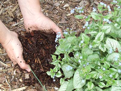 Mulch. Photo by Rebecca Finneran, MSU Extension.