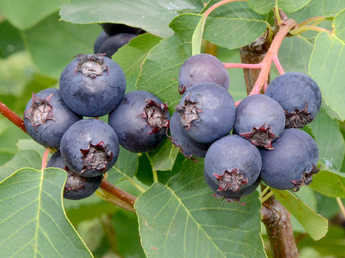 Saskatoons