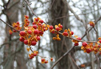 Oriental bittersweet berries