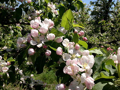 Apple blossoms