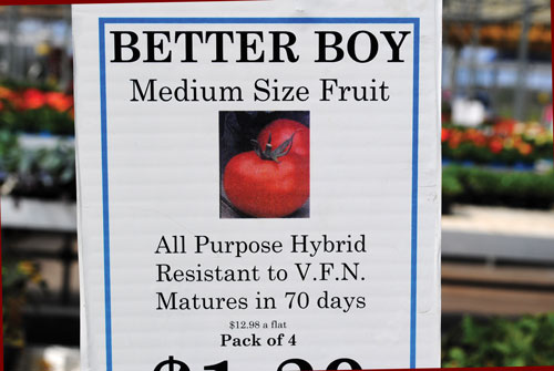 ''Example of tomato transplants sign at retail greenhouse. ‘Better Boy’ tomato is resistant to Verticillium and Fusarium wilt as well as nematodes."