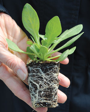 "Petunia transplant with healthy white roots.  This root system is not pot-bound."