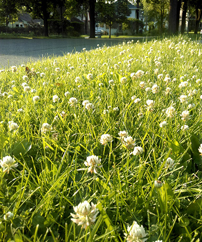 grass-clover