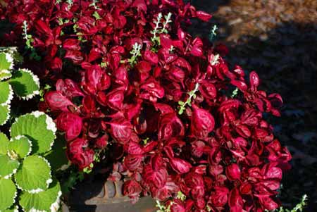 Deep red plants