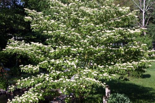 Dogwood tree