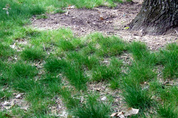 Sparse lawn under a tree.