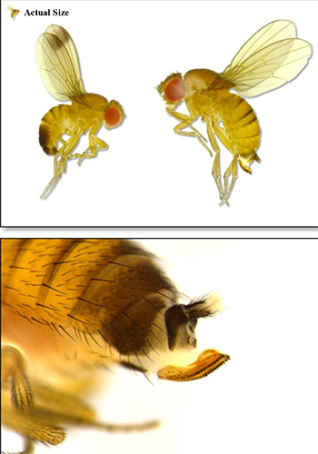 Spotted wing Drosophila male and female