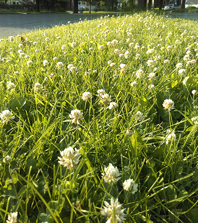 White clover in lawn