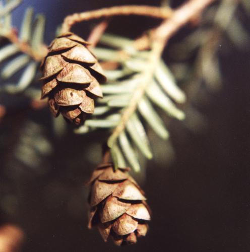 Eastern hemlock