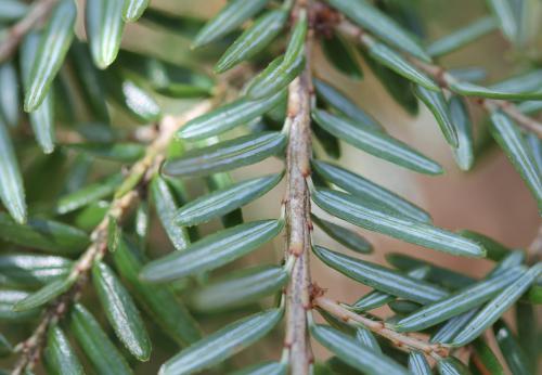 Eastern hemlock