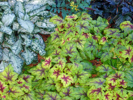 Heucherella and pulmonaria