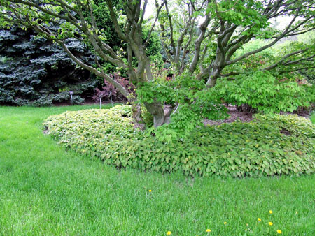 Maple tree and Epimedium