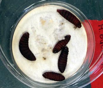 Wax worms