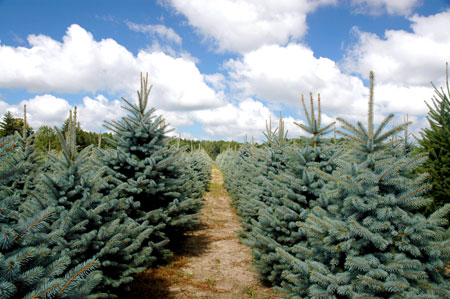 Blue spruce