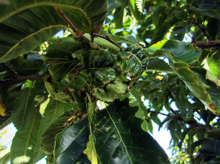 Potato leafhopper damage Potato leafhopper damage