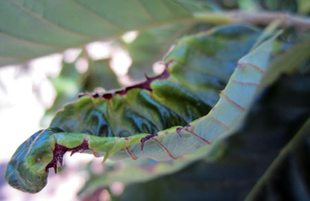Potato leafhopper damage Potato leafhopper damage