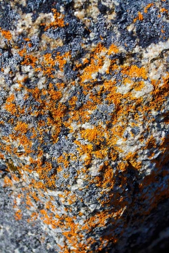 Crustose lichen Crustose lichen