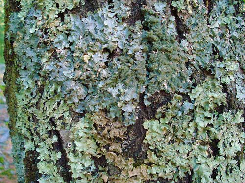 Foliose lichen Foliose lichen