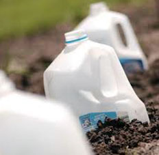 Milk jugs as cloche