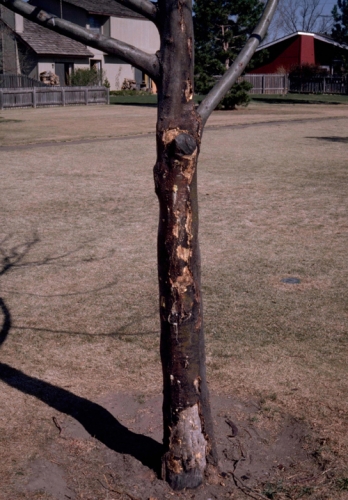 Sunscald damage on tree Sunscald damage on tree