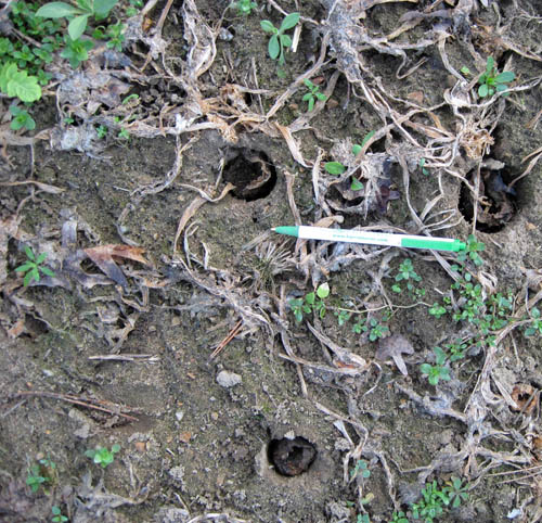 Oilseed radish taproot holes Oilseed radish taproot holes