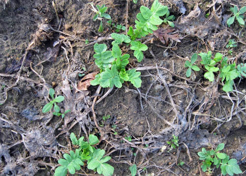 Over-wintered oilseed radish Over-wintered oilseed radish