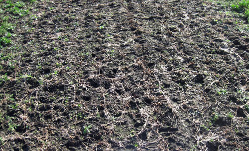 Weed-free plot Weed-free plot