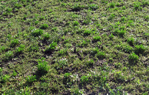Weed infestation Weed infestation