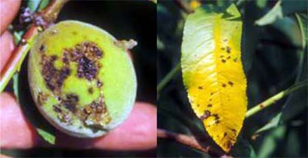 Bacterial spot symptoms on fruit and leaves.