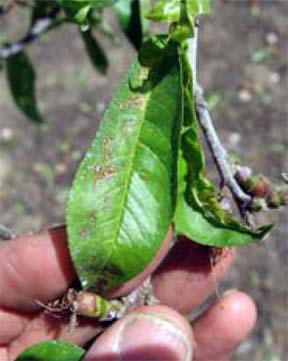 Copper phytotoxicity symptoms on peach leaves.