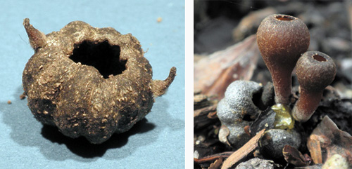 mummy berry mummy berry