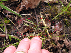 Mummy berry Mummy berry