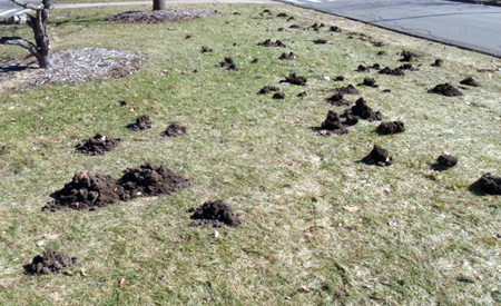 Damage caused by star-nosed moles. Damage caused by star-nosed moles.