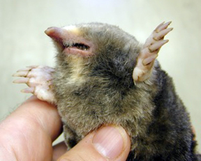 An eastern mole. An eastern mole.