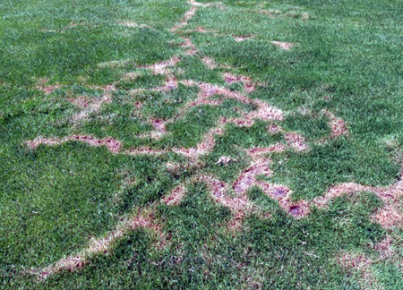 Damage caused by eastern moles. Damage caused by eastern moles.