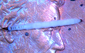 Psychoda larva Psychoda larva