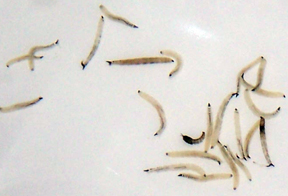 Moth fly larva Moth fly larva