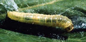 Obliquebanded leafroller larva on a leaf.