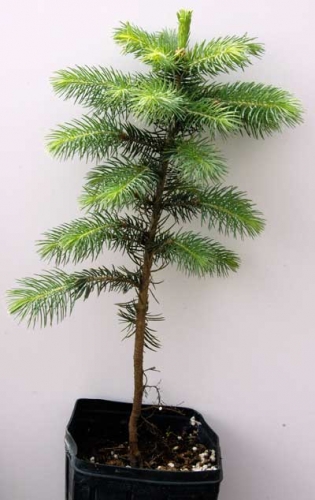 Healthy spruce seedling Healthy spruce seedling