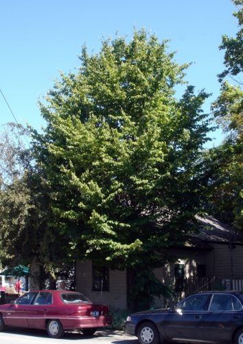 Hophornbeam growing along street in Michigan. Hophornbeam growing along street in Michigan.